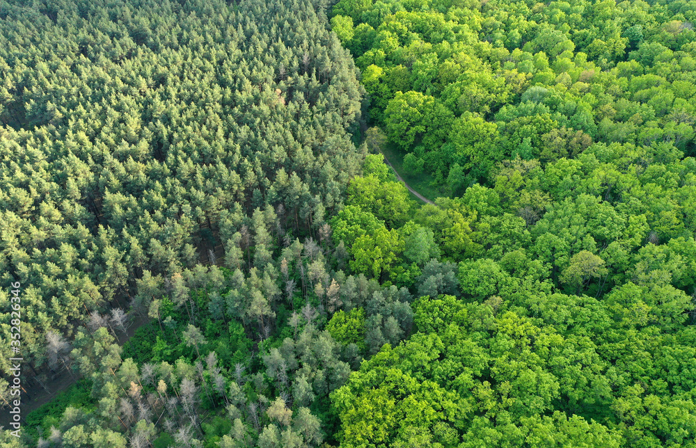 Aerial view of the contact line of coniferous forest and deciduous forest in spring
