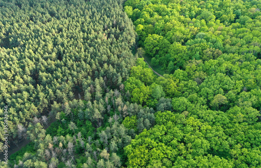 Aerial view of the contact line of coniferous forest and deciduous forest in spring Aerial view of the contact line of coniferous forest and deciduous forest in spring