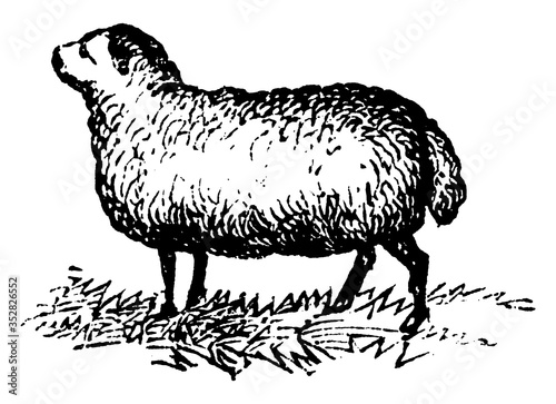 Sheep (Ewe), vintage illustration. photo