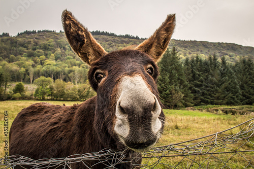 portrait of a donkey Fototapet