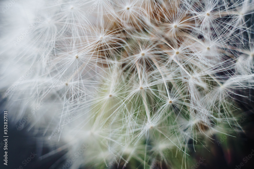Obraz premium macro photo of white dandelion fluffs