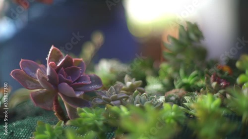 Watering succulents with a spray