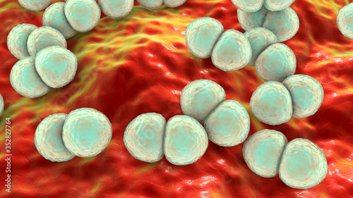Foto Bacteria Streptococcus pneumoniae