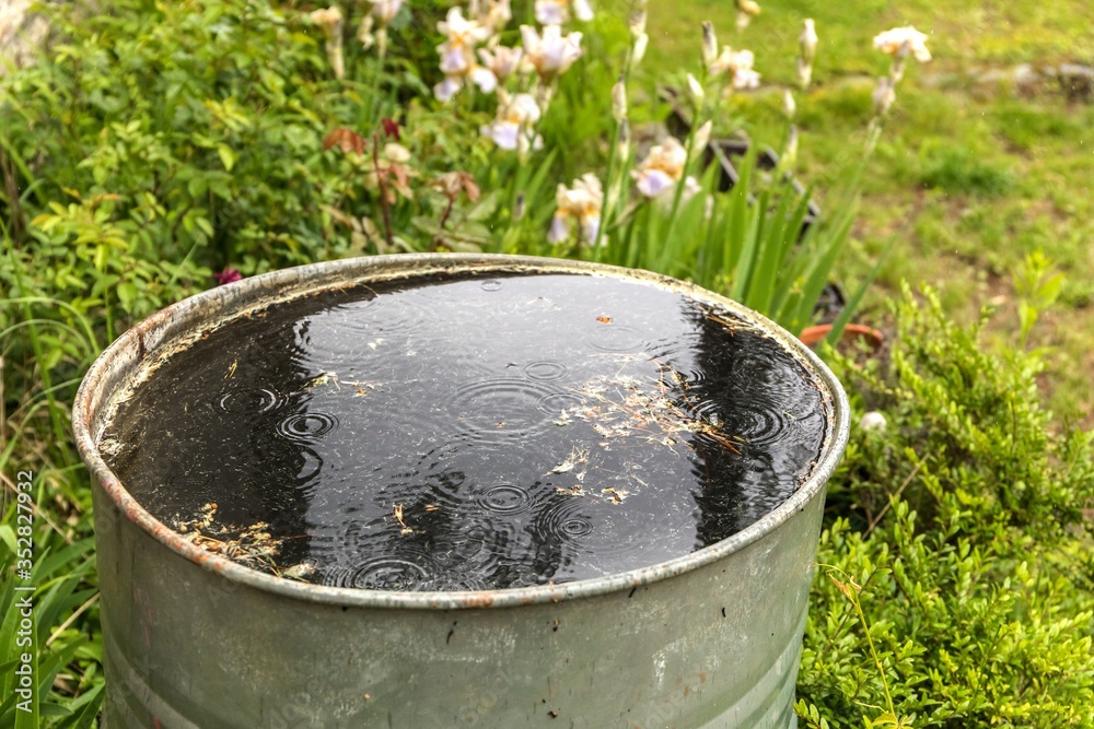 Old metal rain water barrel. watering the garden. Water saving. Water supply for dry summer. Rainwater drainage. Old metal rain water barrel. watering the garden. Water saving. Water supply for dry summer. Rainwater drainage.
