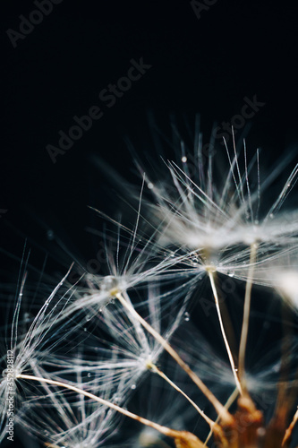 close-up of white dandelion fluff with water drops