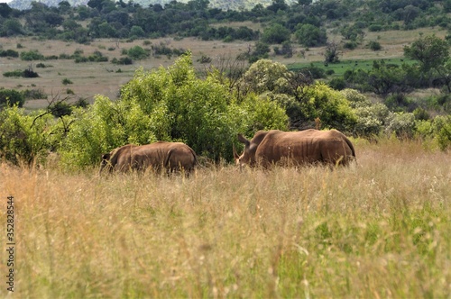Two White Rhinos in Southafrica standing in the savannah