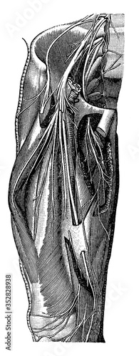 Great Nerve, vintage illustration.
