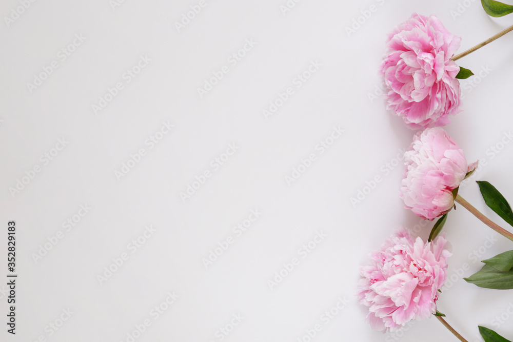 Studio shot of beautiful peony flowers over textured background with a lot of copy space for text. Feminine floral composition. Close up, top view, backdrop, flat lay.