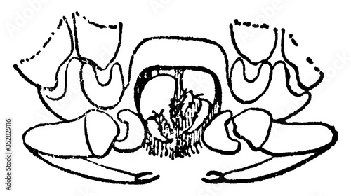 Cryptostemma Karschii, vintage illustration.