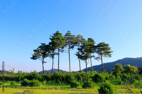 소나무가 보이는 풍경