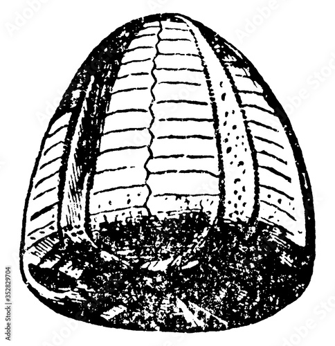 Fossil Echinidea or Galerites albogalerus, vintage illustration.