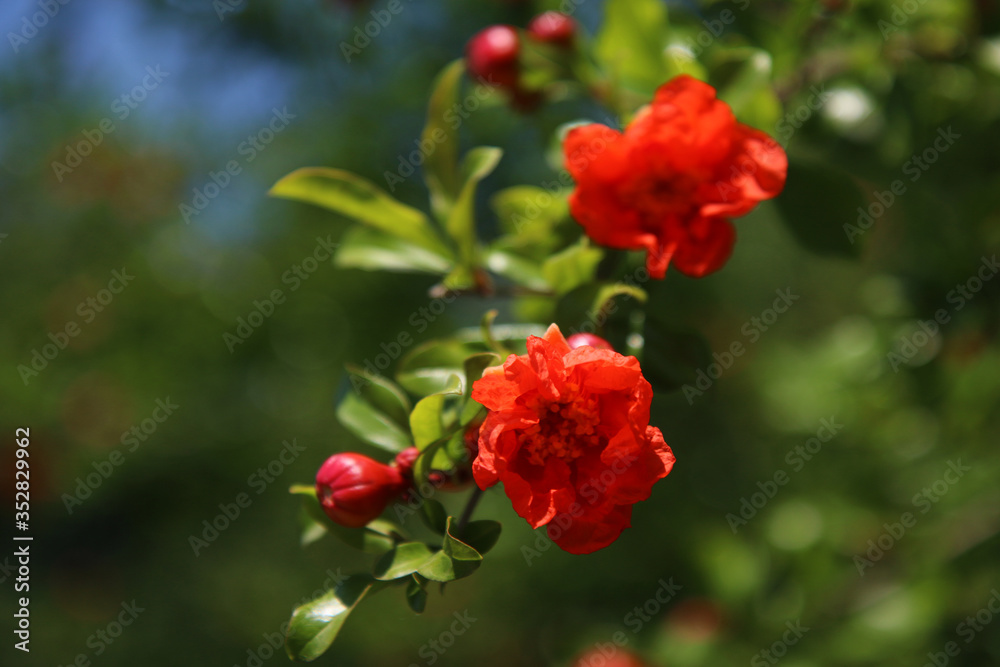 Melograno, primo piano di fiori rosso fuoco e boccioli appena sbocciati Melograno, primo piano di fiori rosso fuoco e boccioli appena sbocciati
