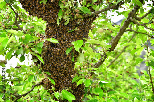 Bienenschwarm im Apfelbaum