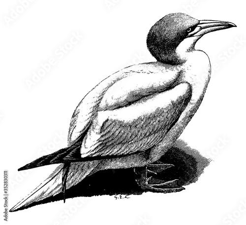 Gannets, vintage illustration.