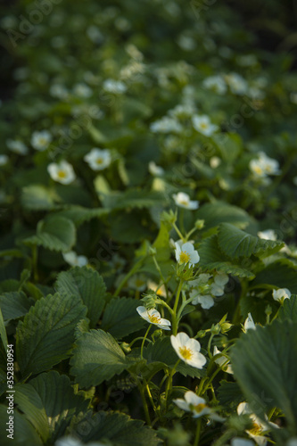 Blooming strawberries in the garden-strawberry seedlings