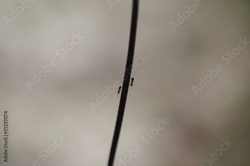 in the mountains there is a Thistle plant where ants crawl photo