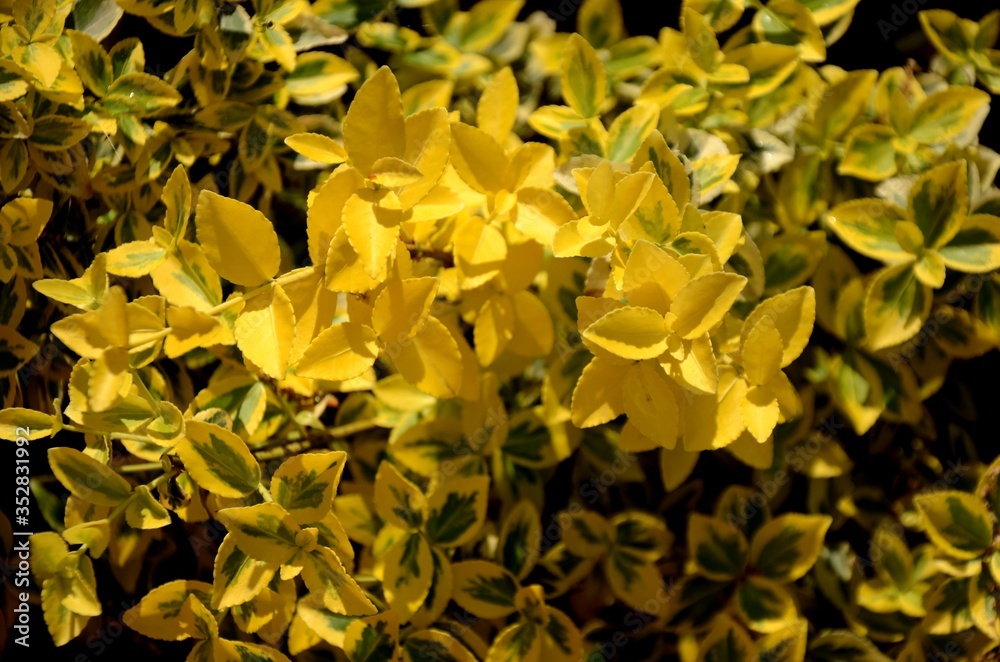 Obraz premium close up of yellow and green leaves, twigs, branches of boxwood bush on a sunny day growing on soil on flowerbed. Green floral background, Floral texture