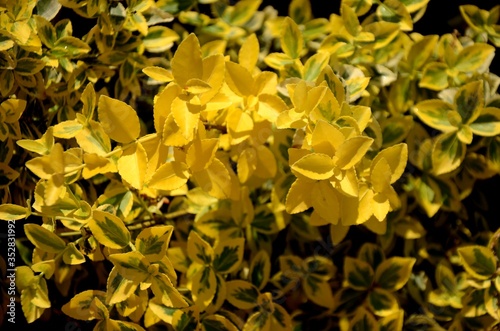 close up of yellow and green leaves, twigs, branches of boxwood bush on a sunny day growing on soil on flowerbed. Green floral background, Floral texture