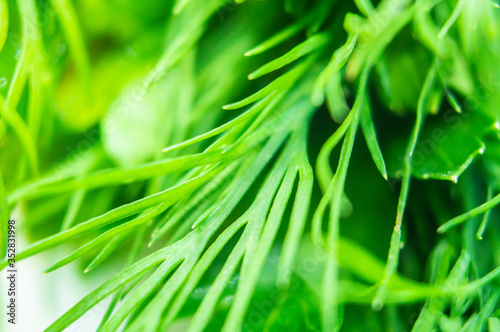 Green bright dill closeup. Macro photography