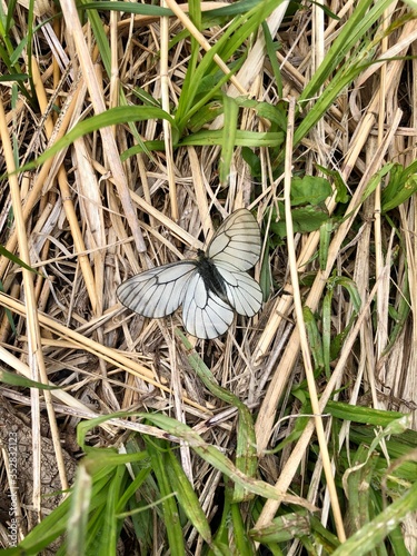 butterfly on a hand