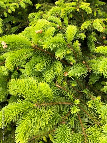 close up of fir needles