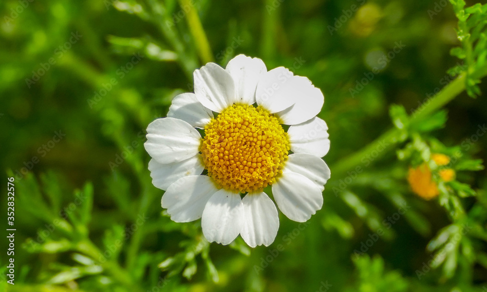 Fototapeta premium white daisy flower
