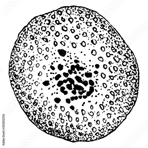 Formation Of Cyclospora Cayetanensis Egg-Cell, vintage illustration. photo