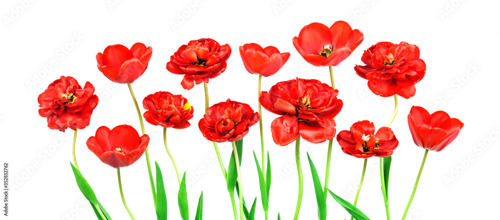Obraz premium Bouquet of several single red peony double tulips isolated on white. Flat lay with copy space, Birthday gift. Valentines 8 March Women's or Mothers Day celebration greeting card or web floral banner