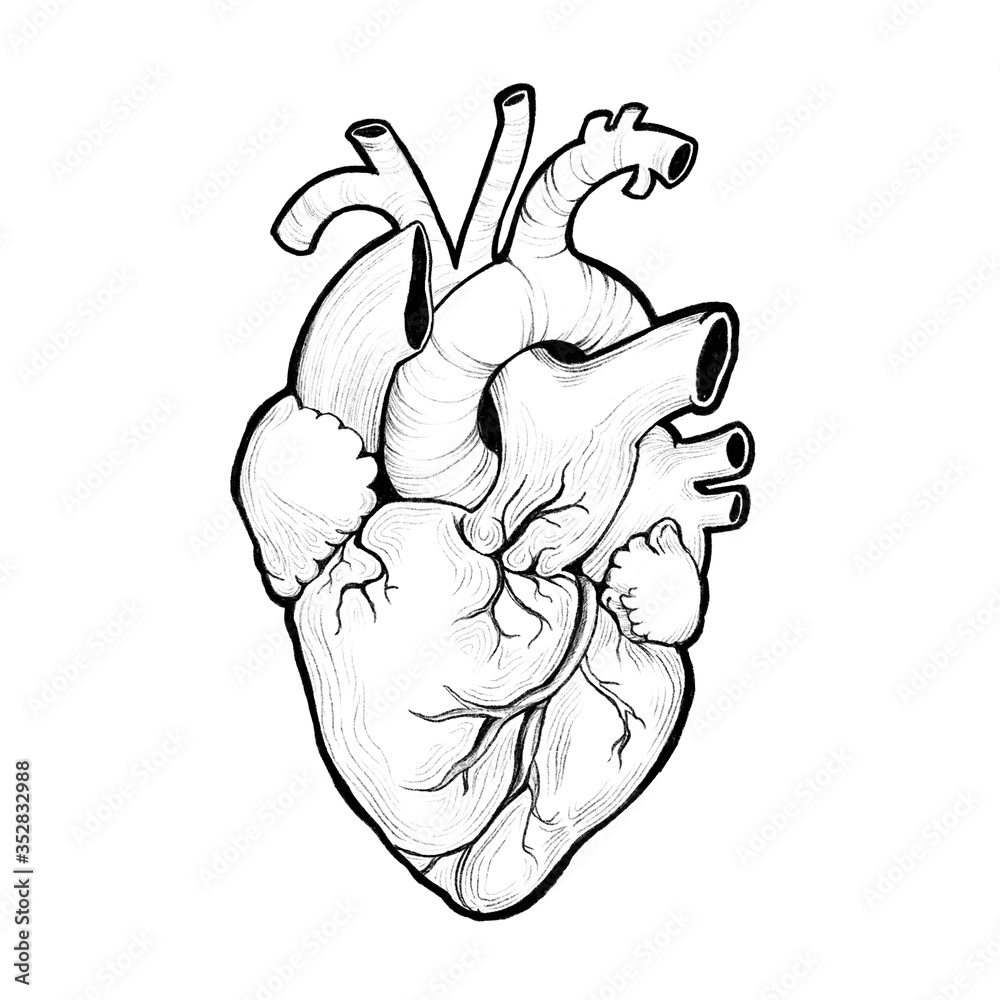 anatomical heart graphic black and white Stock Illustration | Adobe Stock