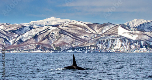 Killer whale swims along the coast of the island of Hokkaido in the Kunashir Strait. Huge fin sticks out of the water. Japan. The water area of Hokkaido. Kunashir Strait.