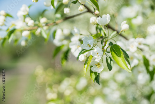 Blooming apple tree in the garden. Selective focus.