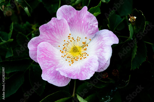pink flower