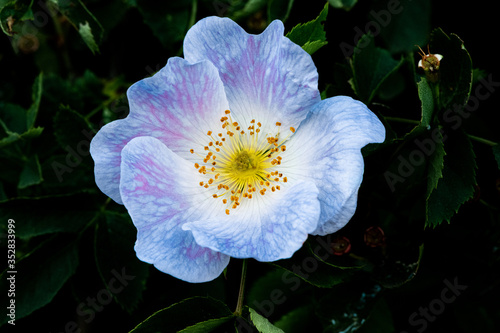 Blue flower