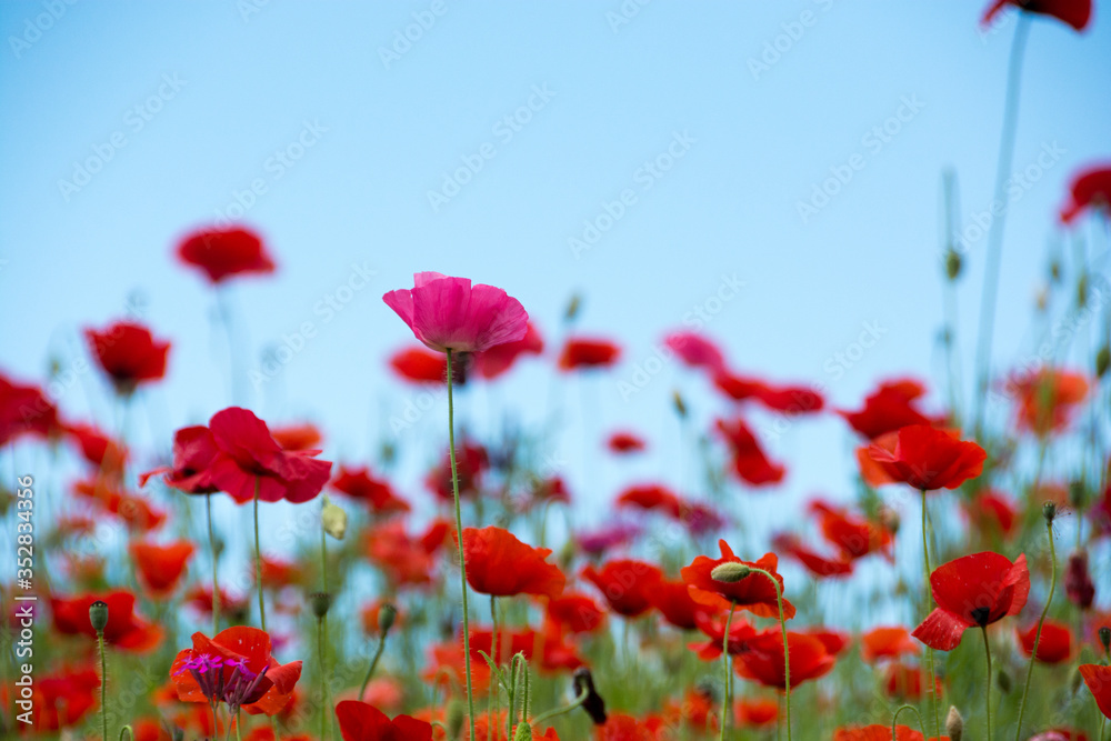 Obraz premium 赤いポピーの花畑