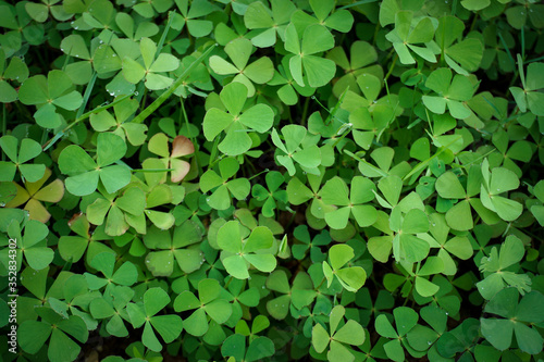 Background image from many clover leaves.