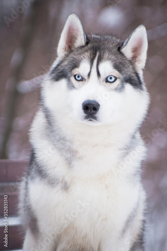 Husky dog, portrait in winter on a bench © katamount
