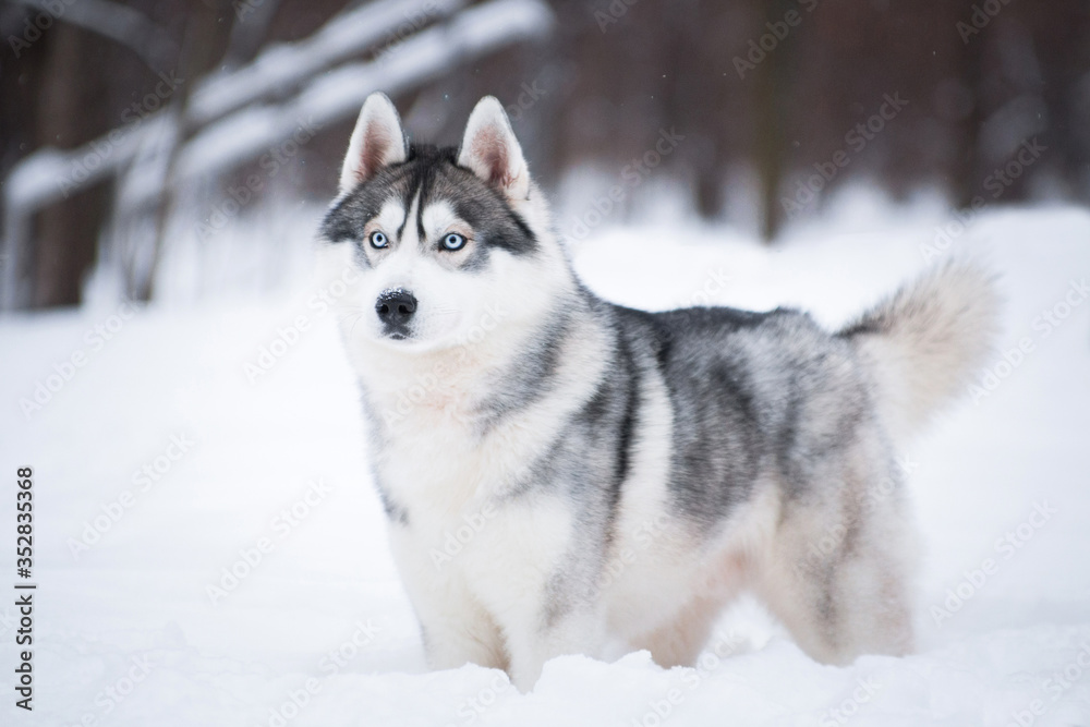 Blue-eyed Husky in winter on the snow