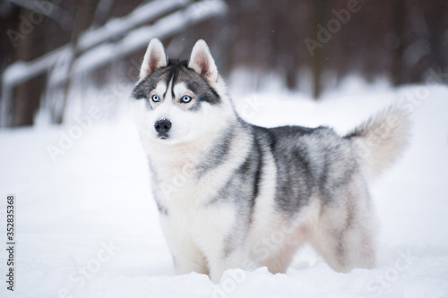 Blue-eyed Husky in winter on the snow