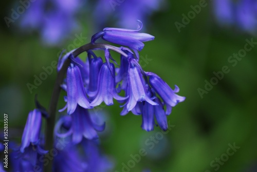 A close-up of ablue Hyacinthoides hispanica in blossom photo