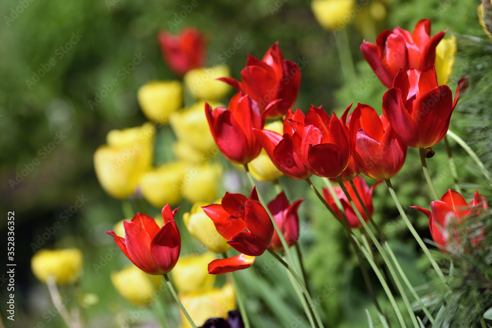 Bright sunny colorful tulips at garden Bright sunny colorful tulips at garden