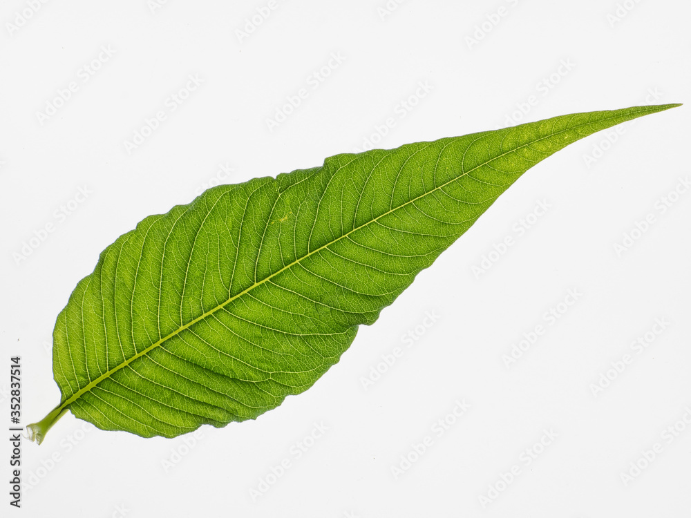 Obraz premium Wiesenknöterich