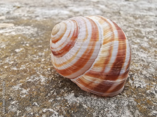 shell on the beach © vasilis