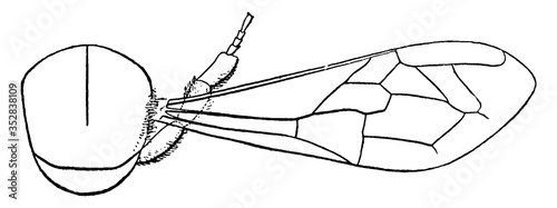 Honey Bee Mesothorax, vintage illustration.