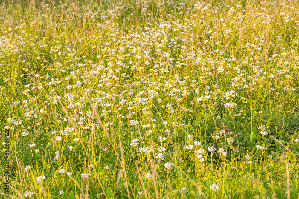 Glade of daisies in the sun at evening