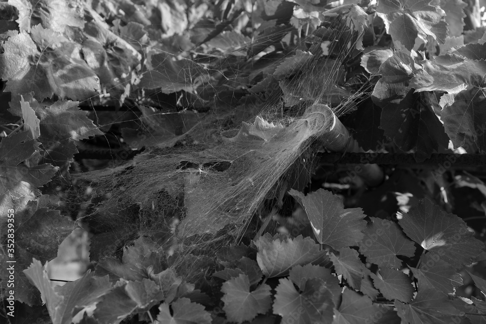 Web on a grape Bush