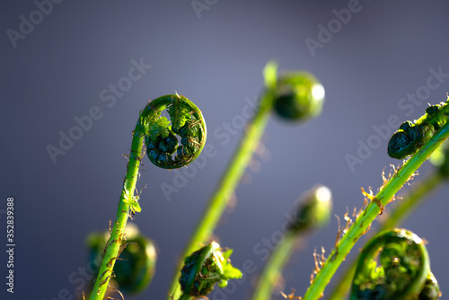 Young fern shoots on a black background © AHOOLY