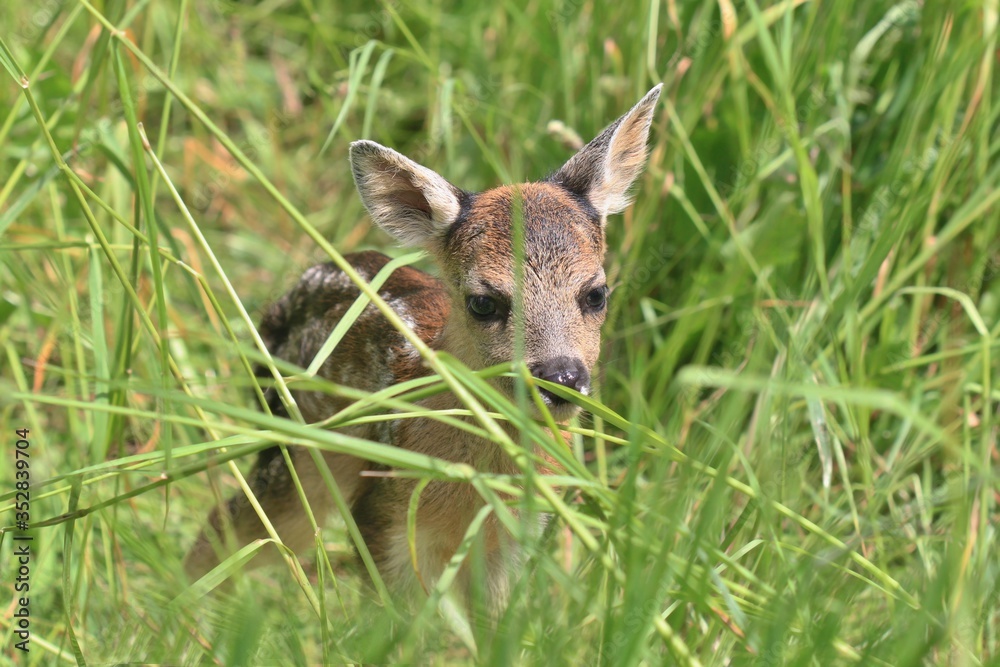Fototapeta premium Little deers in the grass. Spring in the nature. Capreolus capreolus. Baby deer.Wildlife scene from nature. Wildlife scene from nature.
