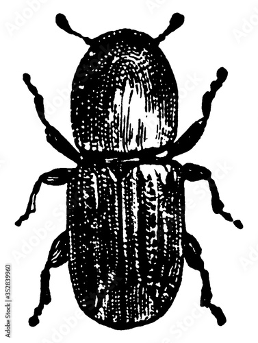 Bark Beetle, vintage illustration.