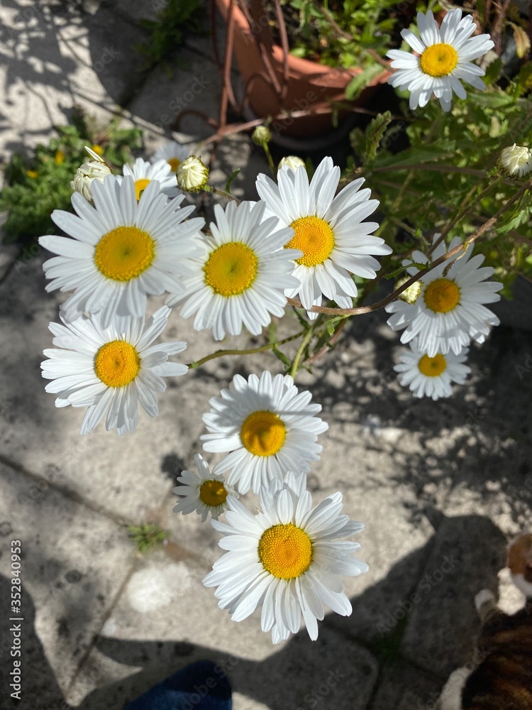 Obraz premium Daisies