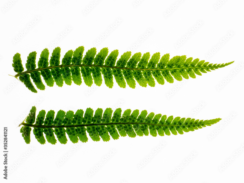 Naklejka premium OLYMPUS DIGITAL CAMERA